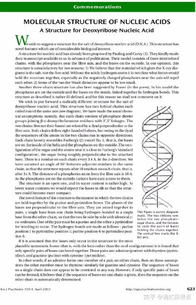 核酸的分子结构